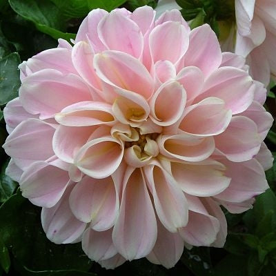 Pale Rose Dahlia Flower Seeds for Planting – Heirloom, Non-GMO, High Germination Organic Garden Seeds