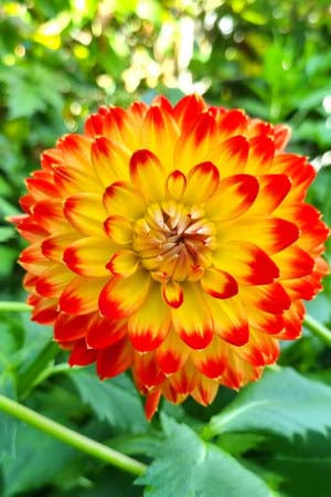 Light Yellow Red Dahlia Flower Seeds for Planting – Heirloom, Non-GMO, Drought Tolerant, High Germination