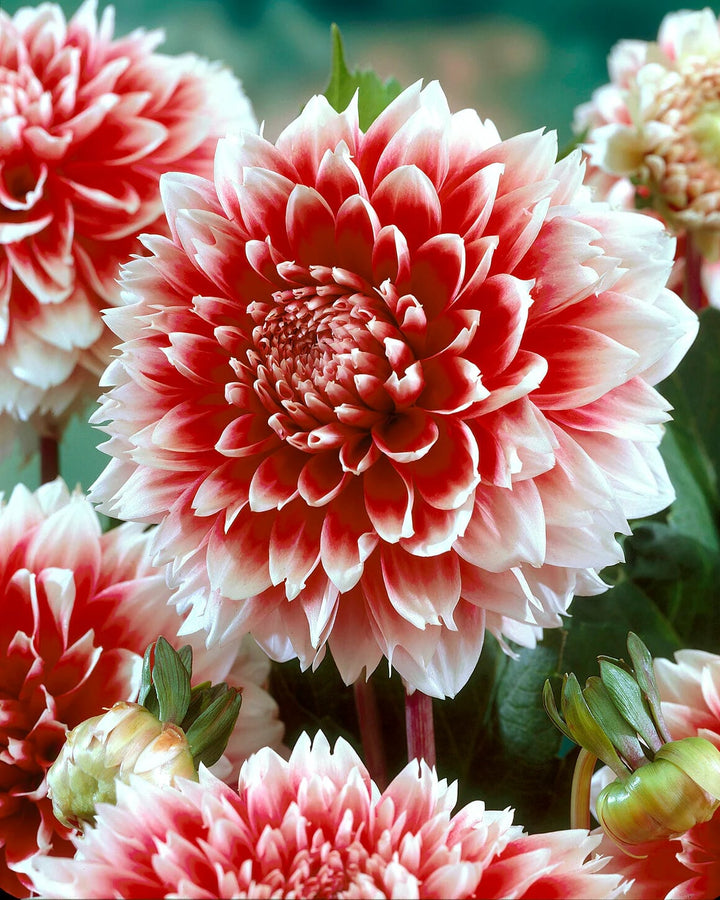 Red White Dahlia Flower Seeds for Planting | Heirloom Non-GMO High Germination Organic Garden Seeds