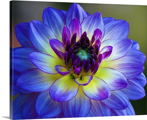 Yellow Blue Dahlia Flower Seeds for Planting – Heirloom, Non-GMO, High Germination, Organic Garden Seeds