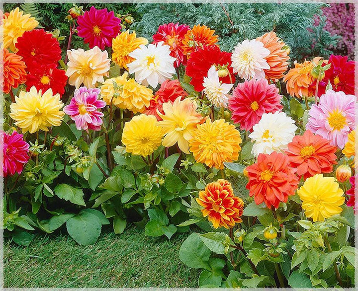 Flower Seeds, Seeds,Seeds For Planting,Plant Seeds