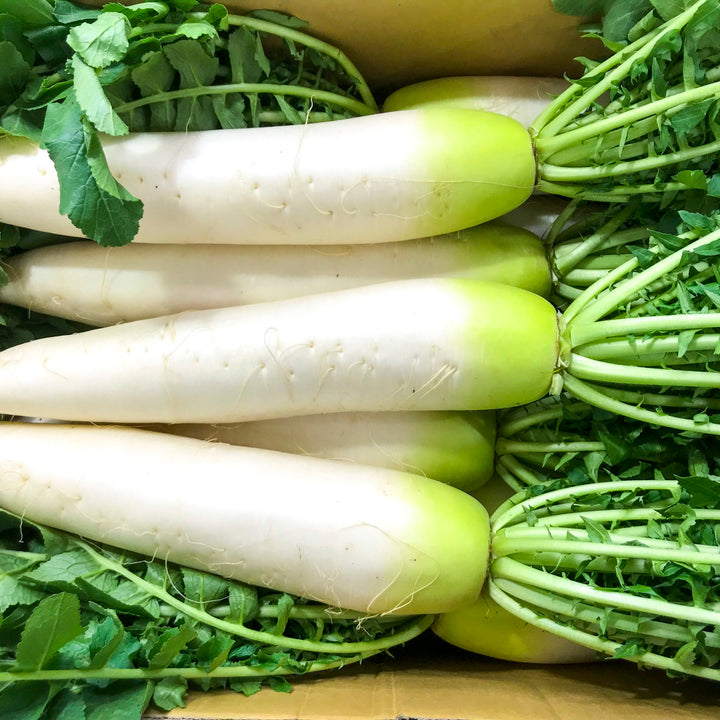 Smooth White Daikon Radish Seeds – Asian White Heirloom Vegetable Seeds for Planting, Non-GMO & High Yield