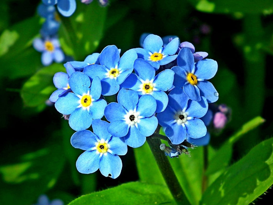 Blue Alpine Forget Me Not Flower Seeds or Heavenly Hybrid - MYOSOTIS ALPESTRIS, Heirloom Non-GMO Seeds for Planting