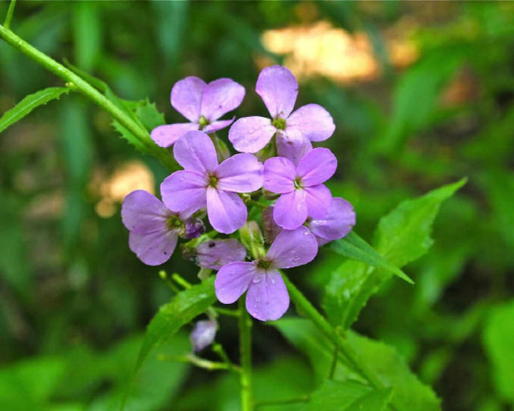 Hesperis Matronalis Flower Seeds for Planting – Heirloom Non-GMO, High Germination Organic Garden Seeds