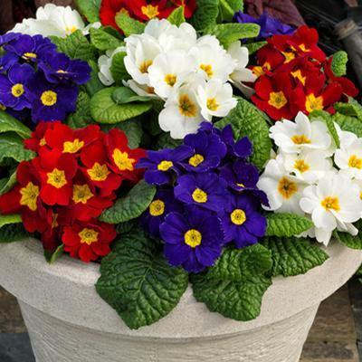 Mixed Primula Autumn Flower Seeds for Planting - Colorful Display, Heirloom, Non-GMO, High Germination