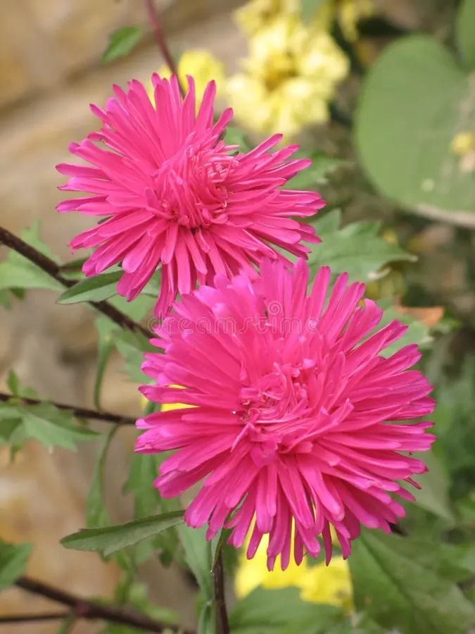 Dark Pink Aster Flower Seeds for Planting – Heirloom, Non-GMO, High Germination Organic Garden Seeds