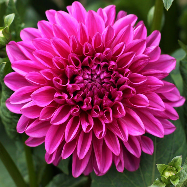 Dark Pink Dahlia Flower Seeds for Planting Heirloom Non-GMO High Germination Organic Garden Seeds