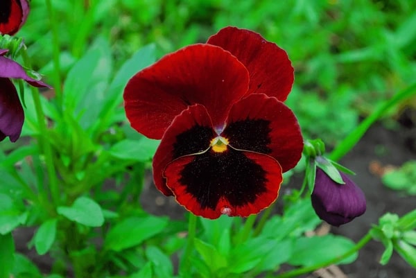Red Black Pansy Flower Seeds for Planting – Wildflower Mix, Heirloom, Non-GMO, High Germination Organic Garden Seeds
