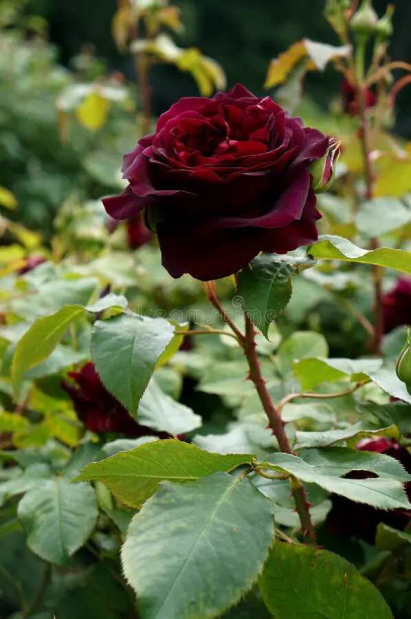 Deep Red Rose Flower Seeds for Planting – Heirloom Non-GMO, High Germination Organic Garden Seeds