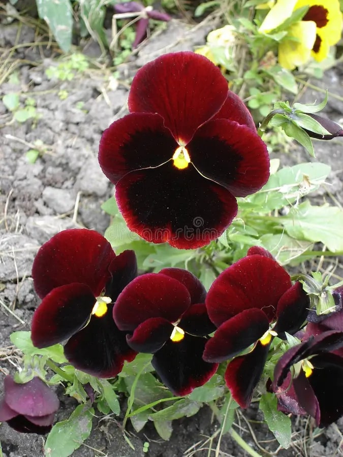 Red Black Pansy Flower Seeds for Planting – Wildflower Mix, Heirloom, Non-GMO, High Germination Organic Garden Seeds