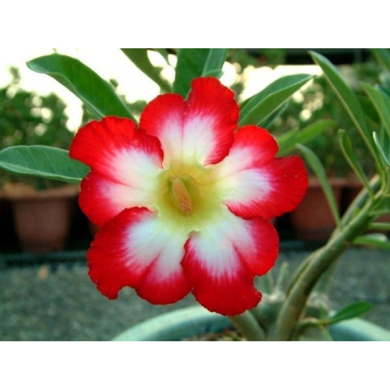 Flower Seeds, Seeds,Seeds For Planting,Plant Seeds