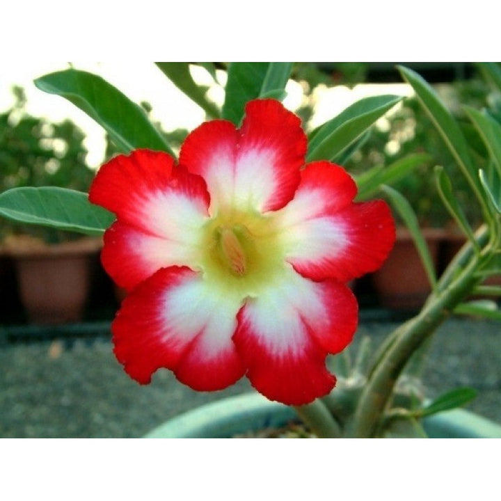 Flower Seeds, Seeds,Seeds For Planting,Plant Seeds