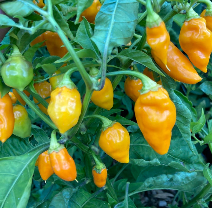 Datil Pepper Seeds – Heirloom Non-GMO Sweet and Spicy Chili Vegetable Seeds for Planting