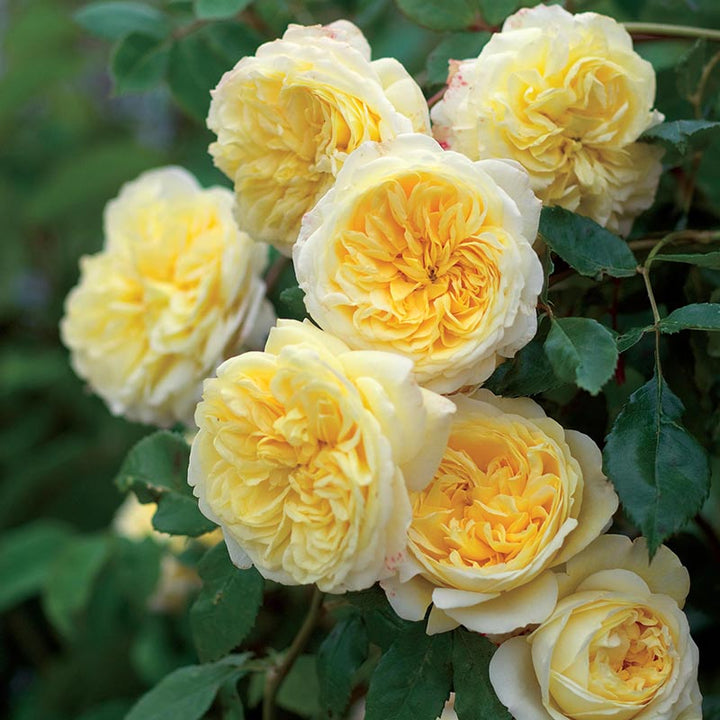 Light Yellow Climbing Rose Flower Seeds for Planting, Heirloom Non-GMO Organic Garden Seeds – High Germination