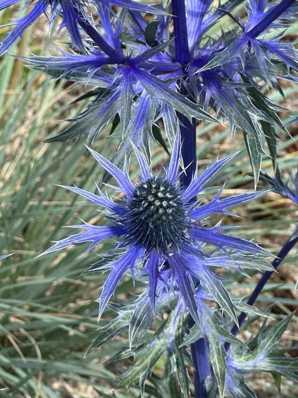 Eryngium Alpinum Flower Seeds for Planting | Heirloom Non-GMO High Germination Organic Garden Seeds