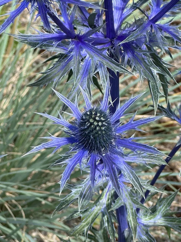 Eryngium Alpinum Flower Seeds for Planting | Heirloom Non-GMO High Germination Organic Garden Seeds