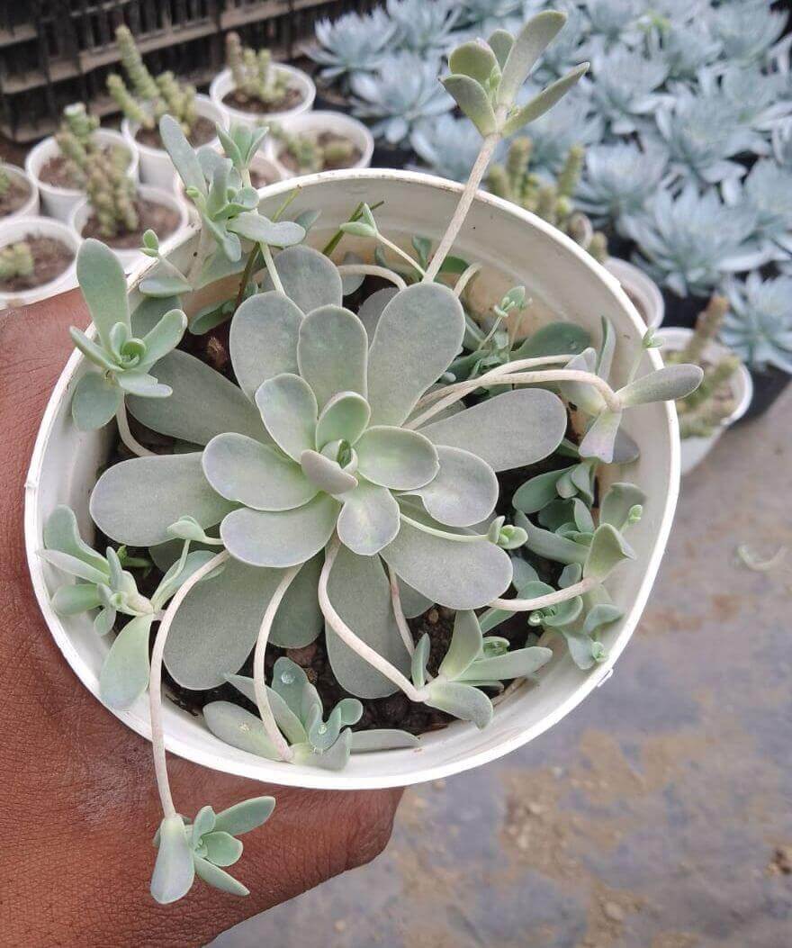 Orostachys Flower Seeds for Planting – Heirloom Non-GMO Seeds, High Germination