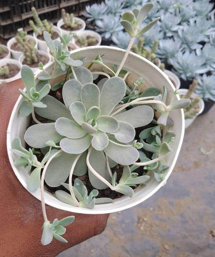 Orostachys Flower Seeds for Planting – Heirloom Non-GMO Seeds, High Germination