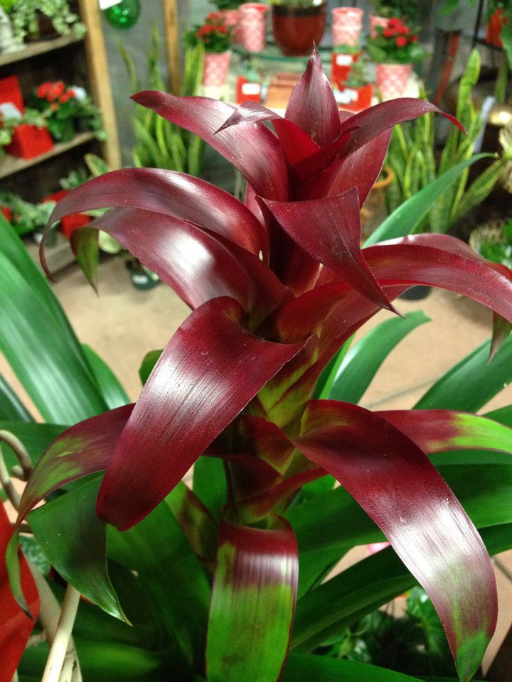Burgundy Bromeliad Flower Seeds for Planting – Heirloom, Non-GMO, High Germination Organic Garden Seeds