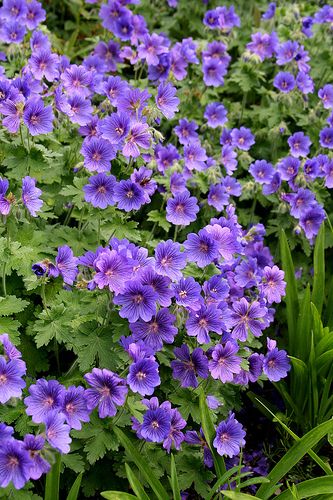 Violet Geranium Pelargonium Flower Seeds for Planting – Heirloom, Non-GMO, High Germination Organic Garden Seeds