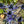 Flower Seeds, Seeds,Seeds For Planting,Plant Seeds