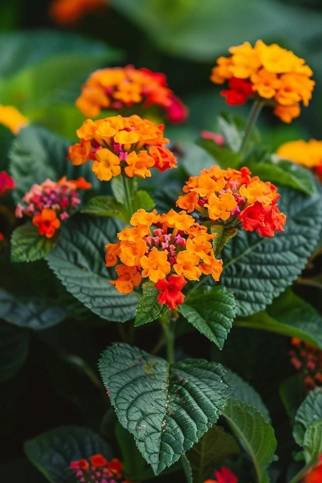 Orange Lantana Flower Seeds for Planting – Heirloom, Non-GMO, Colorful Display, High Germination