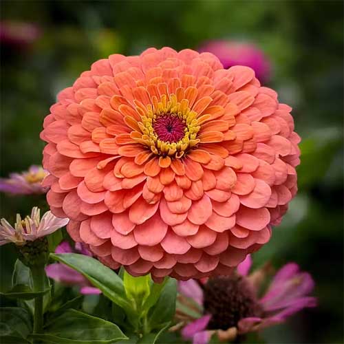 Zinnia Flower Seeds for Planting – Heirloom Non-GMO, High Germination Organic Garden Seeds
