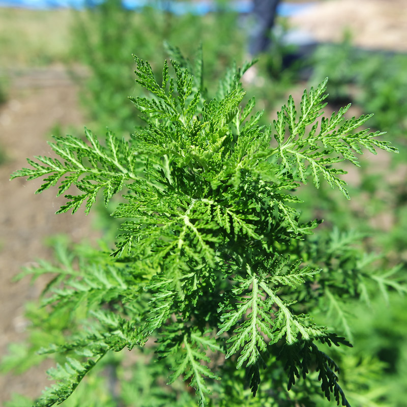 Green Annie Herb Seeds for Planting – Heirloom, Non-GMO Sun-Loving Seeds for Vibrant Gardens