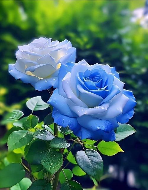Blue Sky Blue Rose Flower Seeds for Planting – Heirloom, Non-GMO, High Germination Seeds