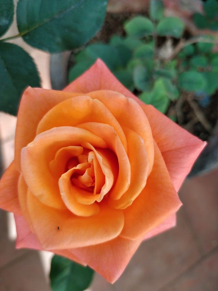 Light Orange Rose Flower Seeds for Planting – Heirloom, Non-GMO, High Germination Organic Garden Seeds