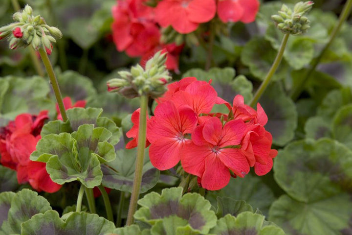 Red Geranium Pelargonium Flower Seeds for Planting – Long Bloom Season, Heirloom & Non-GMO High Germination Seeds