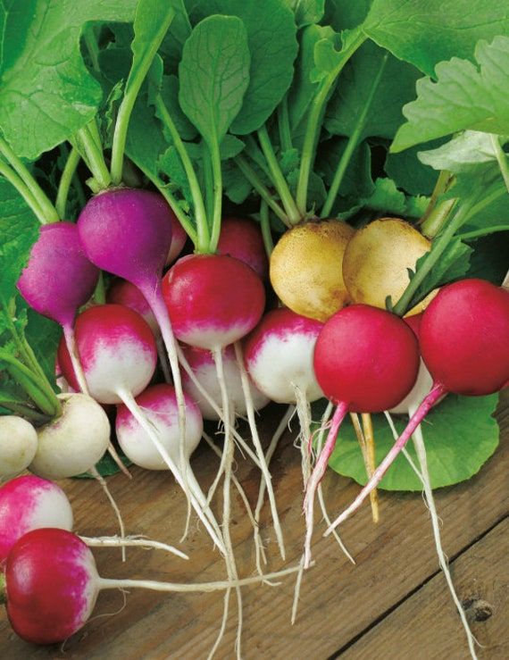 Radieschen Seeds for Planting – Heirloom Non-GMO Crisp German Radish Vegetable Garden Seeds with High Germination