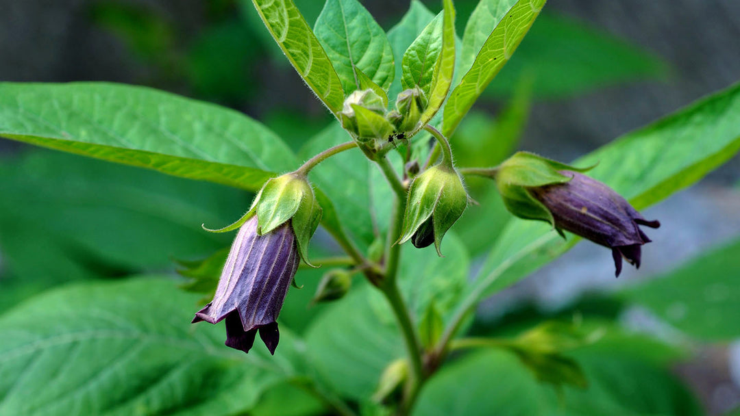 Black Belladonna Flower Seeds for Planting – Heirloom Non-GMO, High Germination Organic Garden Seeds