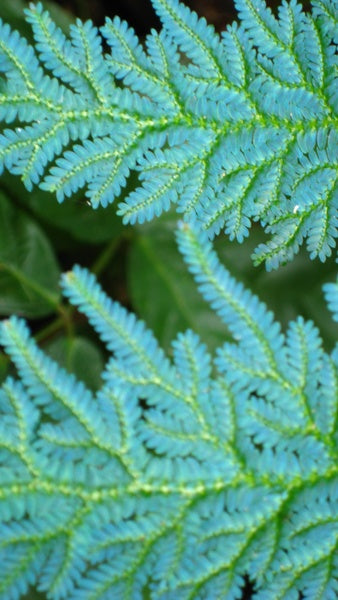 Blue Green Fern Seeds for Planting – Heirloom, Non-GMO, High Germination Organic Garden Seeds