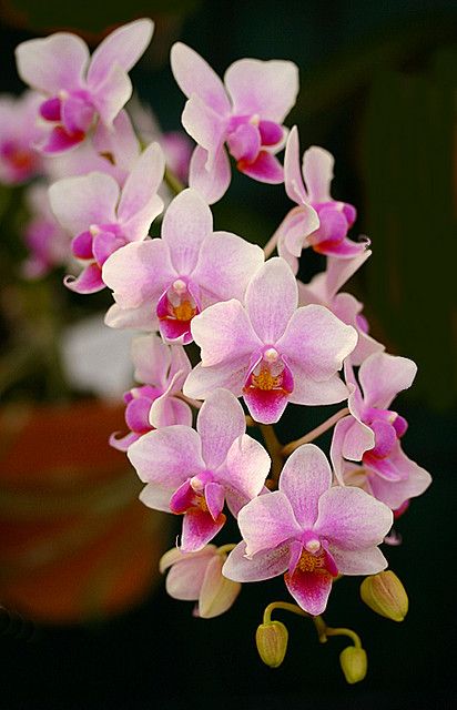 Pink White Orchid Flower Seeds – Compact Growth, Heirloom & Non-GMO for Home Garden