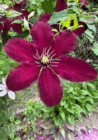 Maroon Clematis Flower Seeds for Planting – Heirloom Non-GMO, Drought Tolerant High Germination Organic Garden Seeds