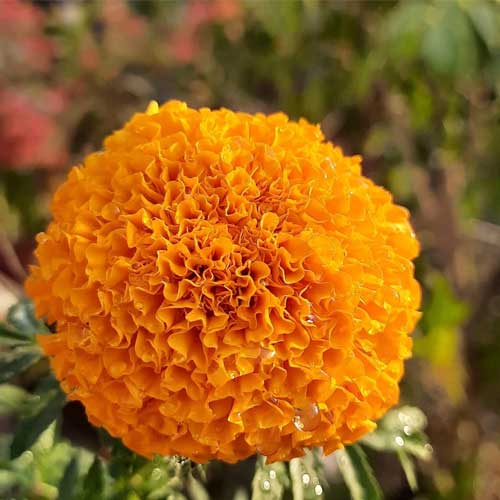 Marigold Flower Seeds for Planting – Wildflower Mix, Heirloom, Non-GMO, High Germination Organic Garden Seeds