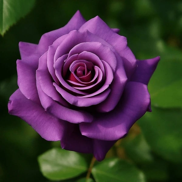 Dark Violet Rose Flower Seeds for Planting Heirloom Non-GMO High Germination Organic Garden Seeds