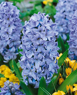 Light Blue White Fragrant Clove Flower Seeds for Planting – Wildflower Mix, Heirloom & Non-GMO Organic Garden Seeds