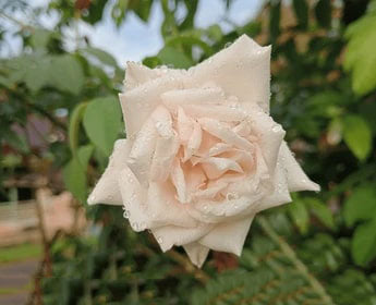 Cream Pink Away Rose Flower Seeds for Planting – Heirloom, Non-GMO, Organic Garden Seeds, High Germination