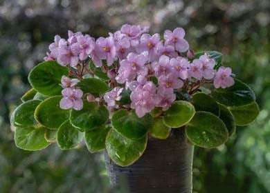 Light Pink Mini Violet Flower Seeds for Planting – Heirloom, Non-GMO, Seasonal Bloomer, High Germination