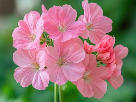 Light Pink Univalve Geranium Flower Seeds for Planting – Heirloom, Non-GMO, High Germination