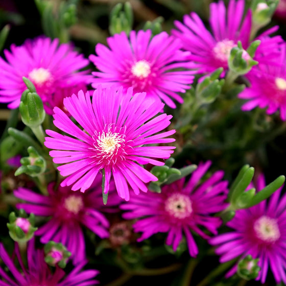 Flower Seeds, Seeds,Seeds For Planting,Plant Seeds