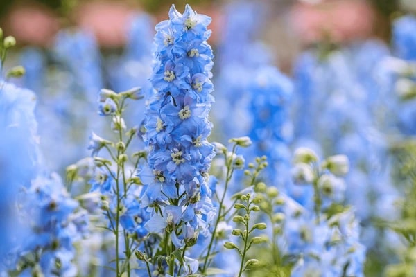 Blue Perennial Flower seeds for Planting – Cut Flower Favorite, Heirloom &amp; GMO Free Seeds for Home Garden