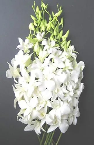 White Dendrobium Flower Seeds for Planting – Heirloom Non-GMO, High Germination Organic Garden Seeds