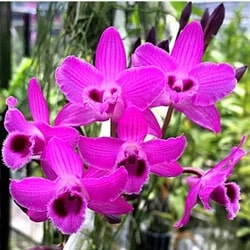 Dark Pink Narcissus Flower Seeds for Planting – Heirloom Non-GMO Seeds for Planting, High Germination