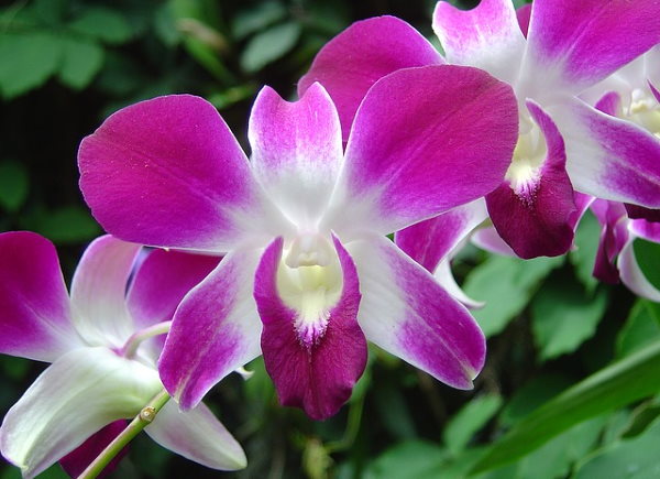 Dendrobium Flower Seeds for Planting – Heirloom, Non-GMO, High Germination Organic Garden Seeds
