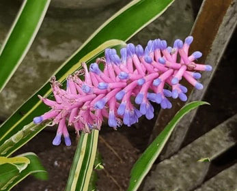 Purple Pink Bromeliad Flower Seeds for Planting - Premium Quality Heirloom Non-GMO Seeds for Home Garden