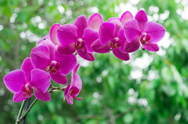 Orchidee Flower Seeds for Planting – Heirloom Non-GMO, High Germination Organic Garden Seeds