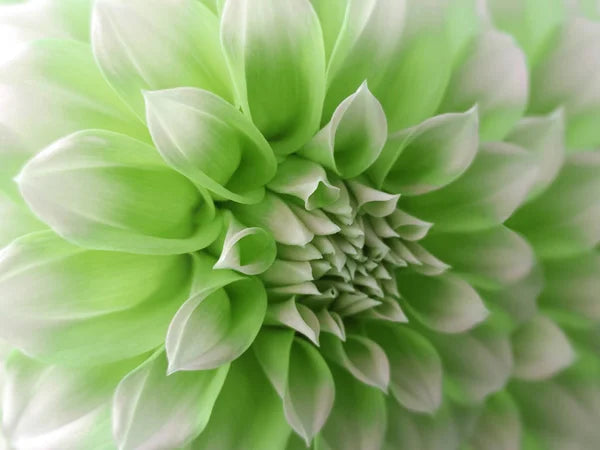 Light Green Dahlia Flower Seeds for Planting – Heirloom Non-GMO High Germination Organic Garden Seeds
